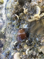 Leptolyngbya crosbyana