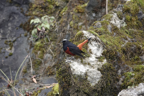 White-capped Redstart