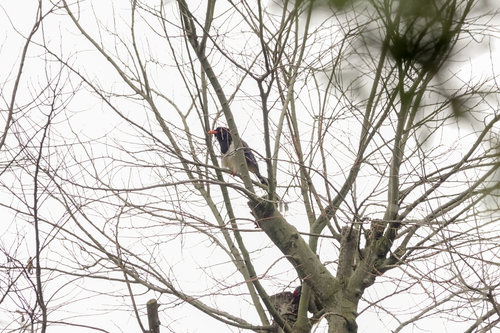 Red-billed Blue-Magpie
