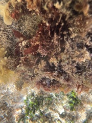 Melanamansia glomerata