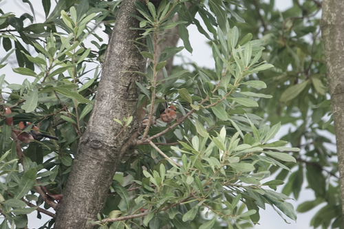 Black-throated Tit