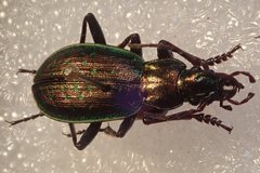 Carabus fabricii