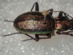 Carabus fabricii