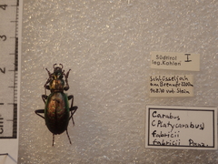 Carabus fabricii