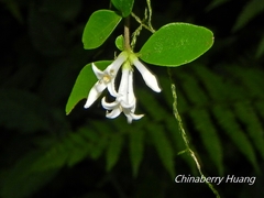 Ligustrum morrisonense