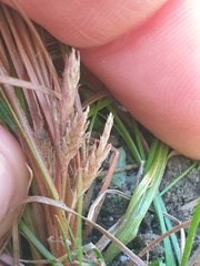 Carex cirrhosa