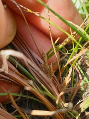 Carex cirrhosa