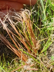 Carex cirrhosa