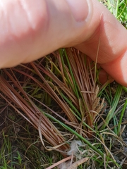 Carex cirrhosa