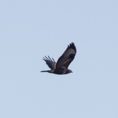 Buteo buteo