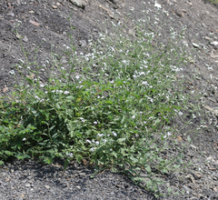 Heliotropium suaveolens