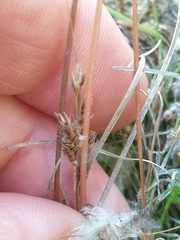 Carex cirrhosa
