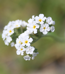 Heliotropium suaveolens