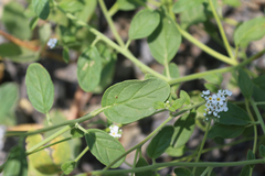 Heliotropium suaveolens