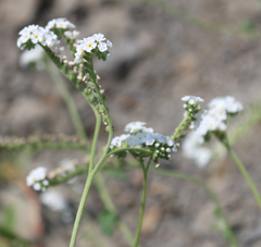 Heliotropium suaveolens