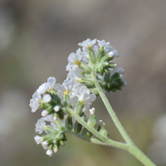 Heliotropium suaveolens