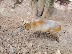 Muntiacus