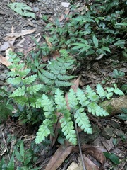 Microlepia obtusiloba