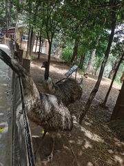 Aves