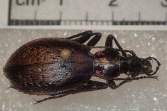 Carabus creutzeri creutzeri