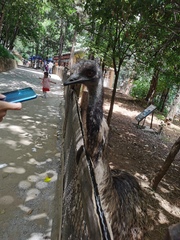 Aves