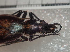 Carabus creutzeri creutzeri