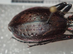 Carabus creutzeri creutzeri