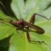 Brown Bean Bug - Photo (c) juliesarna, some rights reserved (CC BY-NC)