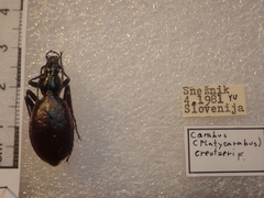 Carabus creutzeri creutzeri