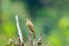 Anthus nilghiriensis