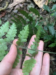 Microlepia obtusiloba