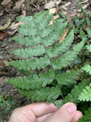 Microlepia obtusiloba