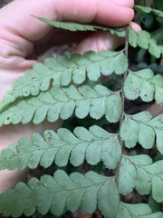 Microlepia obtusiloba