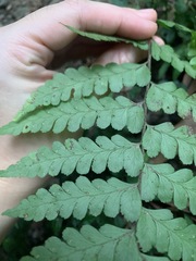 Microlepia obtusiloba