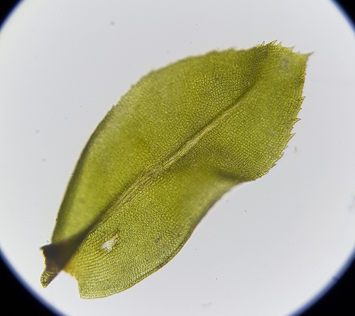 Image of Leptodontium flexifolium by (c) Helen Waterman, some rights reserved (CC BY)