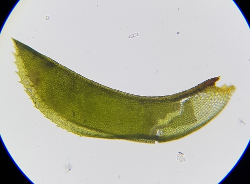 Image of Bent-Leaved Beard-Moss (Leptodontium flexifolium) by (c) Helen Waterman, some rights reserved (CC BY)
