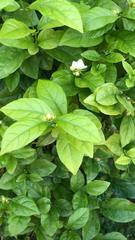 Jasminum sambac