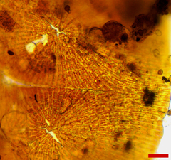 Phycopeltis