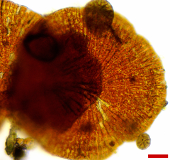 Phycopeltis