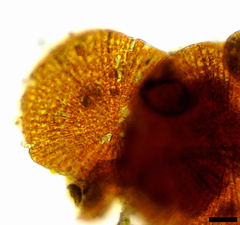 Phycopeltis