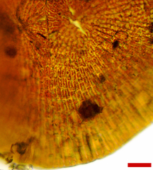 Phycopeltis