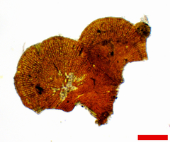 Phycopeltis