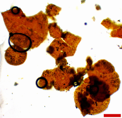 Phycopeltis