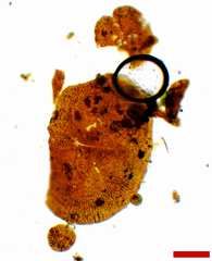 Phycopeltis