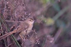Prinia inornata