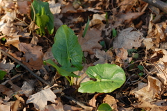 Arum besserianum