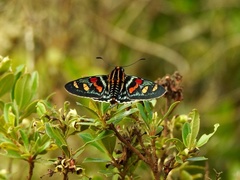 Mimoniades