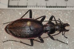 Carabus creutzeri creutzeri