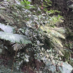 Neolitsea parvigemma