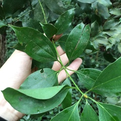 Neolitsea parvigemma